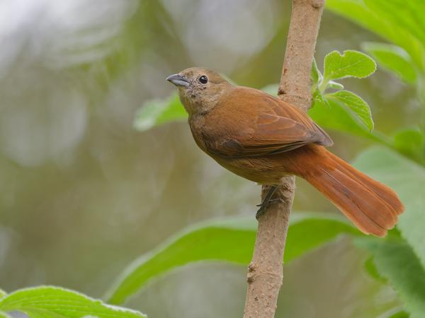 Kroontangare (Tachyphonus coronatus)